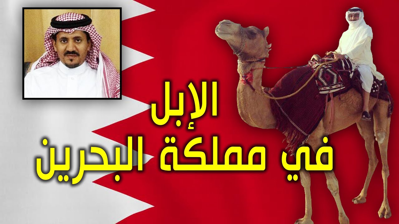 سلالات الإبل في مملكة البحرين ..