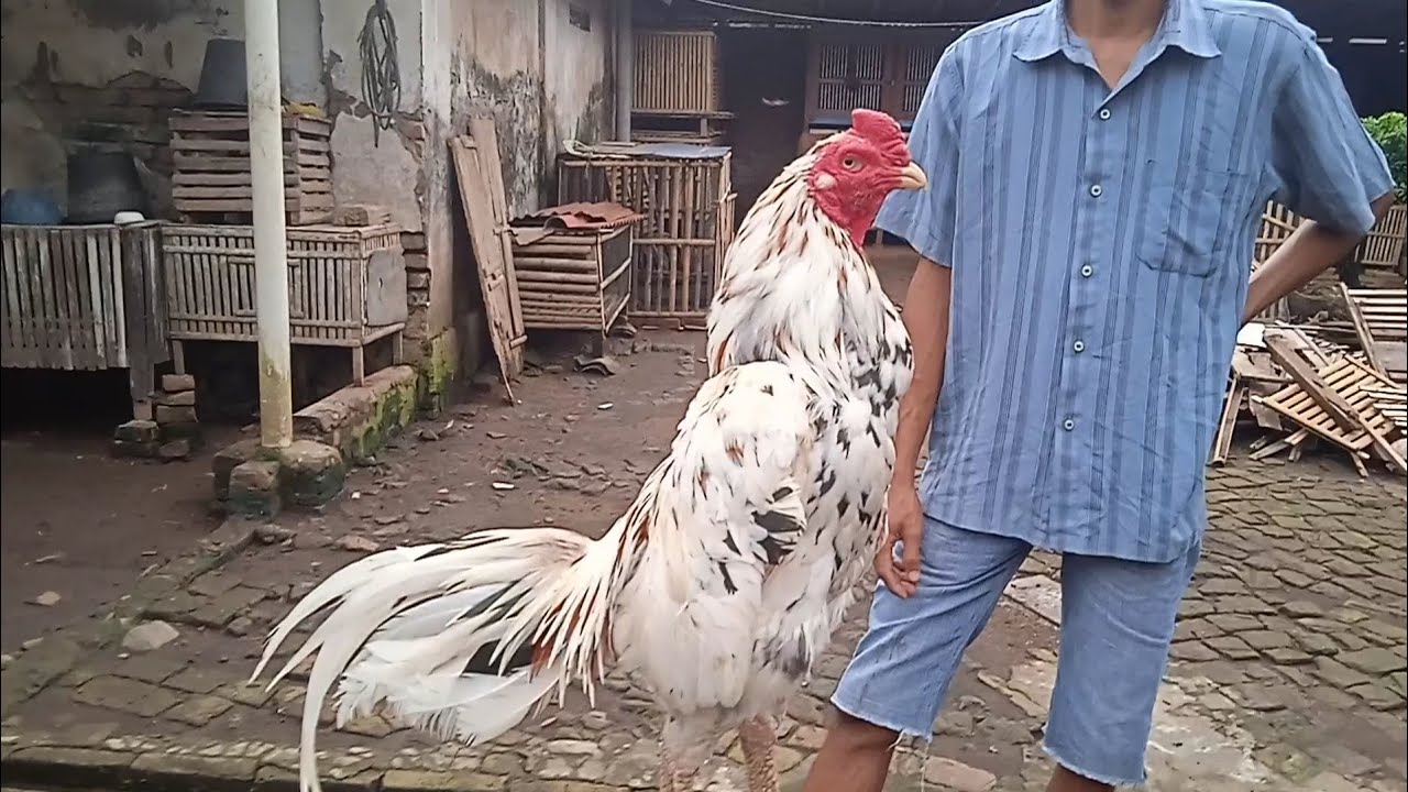 Birma Bangkok Super, Won 5 times, own livestock