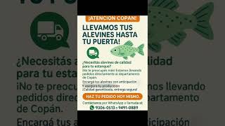 Atención Copán y alrededores#honduras #copan #alevines  #tilapia #agricultura #piscicultura