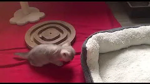 Video 10982111: tiny british shorthair kitten, cutest british shorthair kitten, british shorthair kittens playing, gentle british shorthair