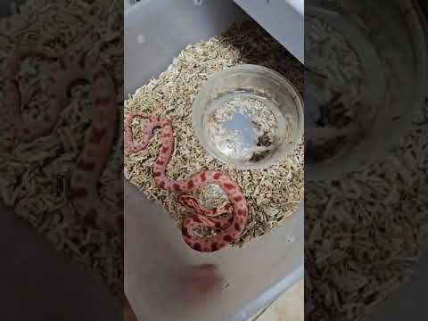 נחשים, נחשים ונדירים