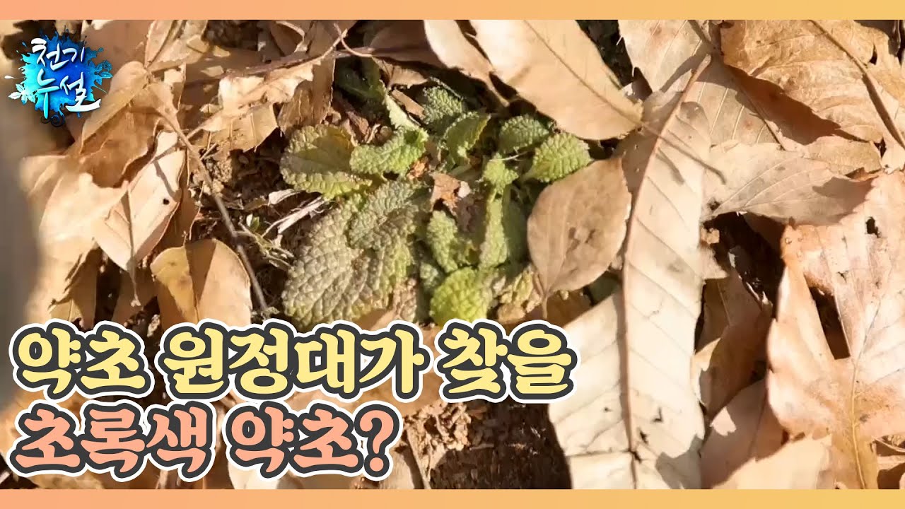 약초 원정대가 찾을 초록색 약초? MBN 240202 방송 - YouTube