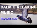 Relaxing Music, Deep Sleeping Music, Calm Music, Soothing Music #relaxingmusic #piano #birds