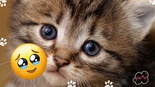 Get Ready to Be Amazed by the Cutest Cat Videos Ever! 😻