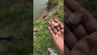 Becoming A Bridge Between Danger And Destiny