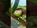 Ice Apple Cutting With Serrated Steel Support