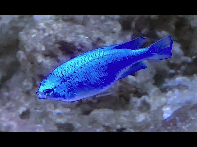 ルリスズメダイ Sapphire devil Chrysiptera cyanea - YouTube