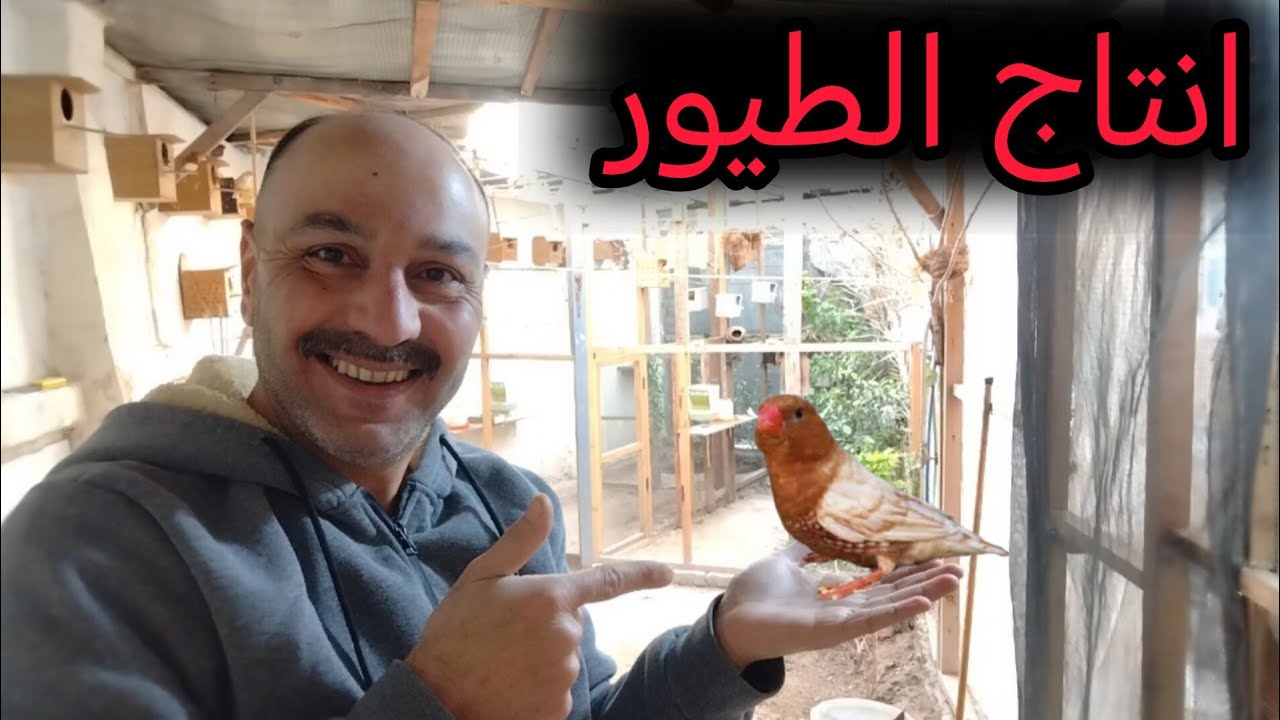 انتاج طيور الزيبرا وتفقيس بيض الدجاج