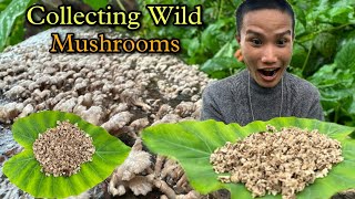 Collecting Organic Wild Mushrooms From Woods || Gift of Monsoon in North East India || Village Life