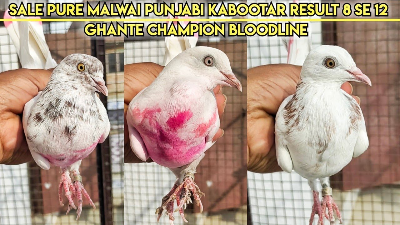 PURE MALWAI PUNJABI KABOOTAR RESULT 8 SE 12 GHANTE CHAMPION BLOODLINE ||