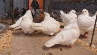 Holuby Čiňan, Petrovany 2017