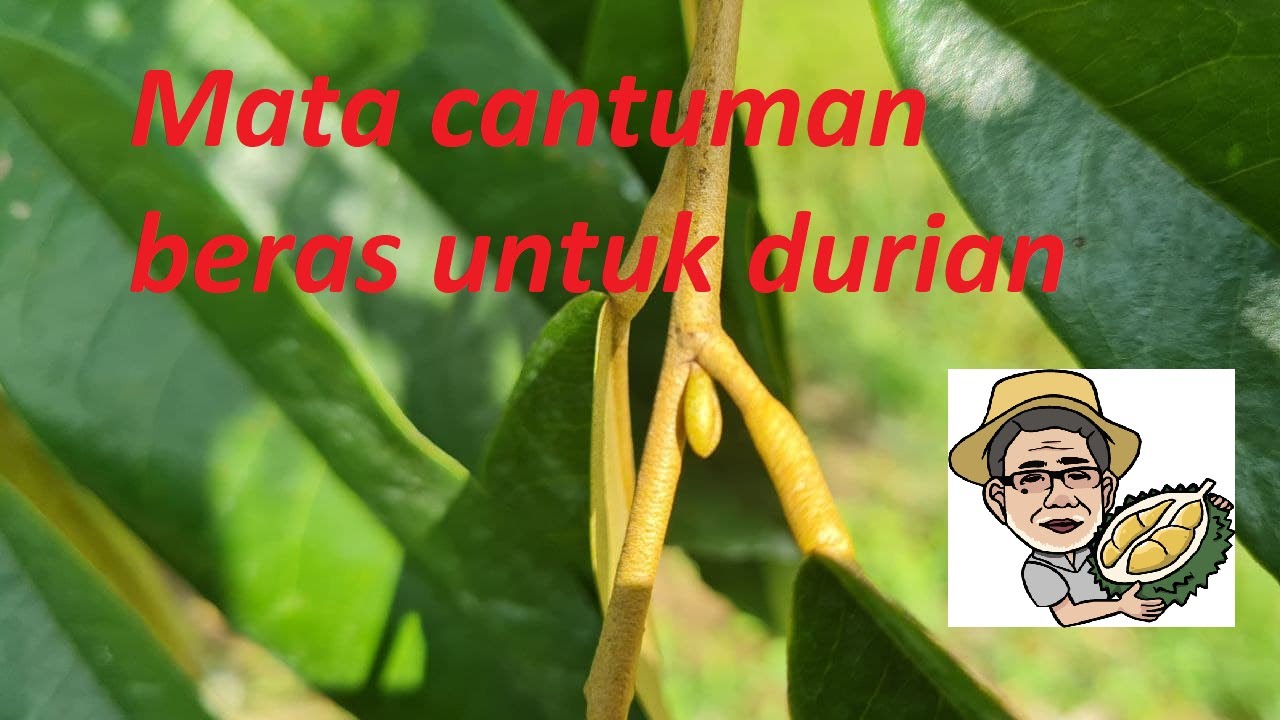 S44: Cara mudah pilih mata cantuman untuk pokok durian by Pok Pin Durian Muadzam