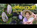 ผลไม้แปลกๆ อะเคบิ มีเฉพาะญี่ปุ่น Akebi Japanese fruit