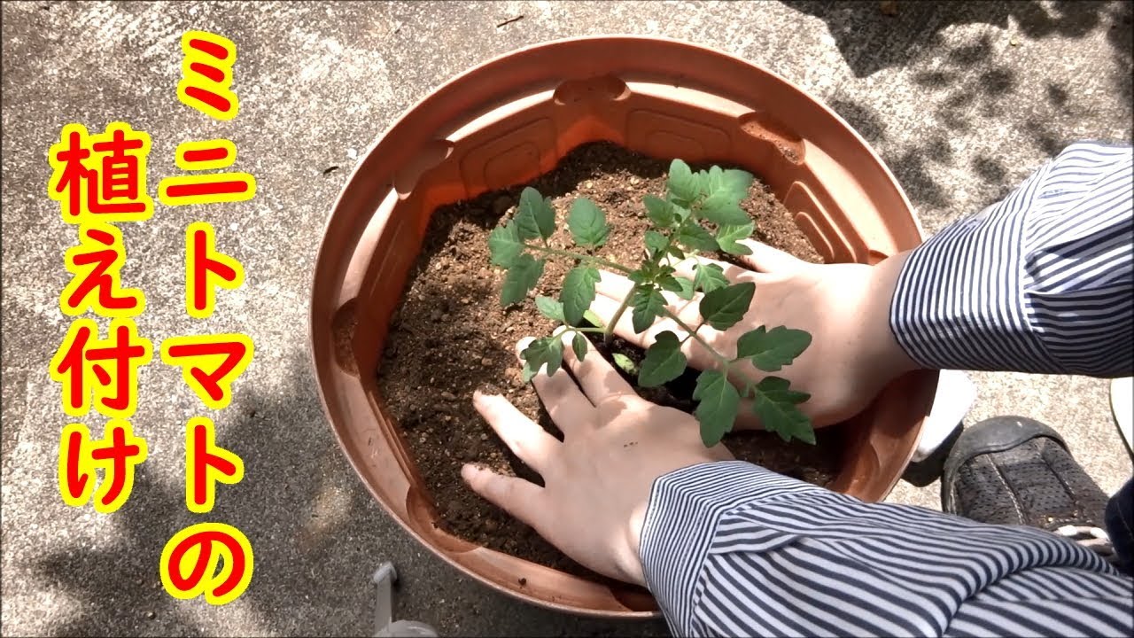 プルーンの植え付け サンプルーン栽培 育て方 成長記録 Youtube