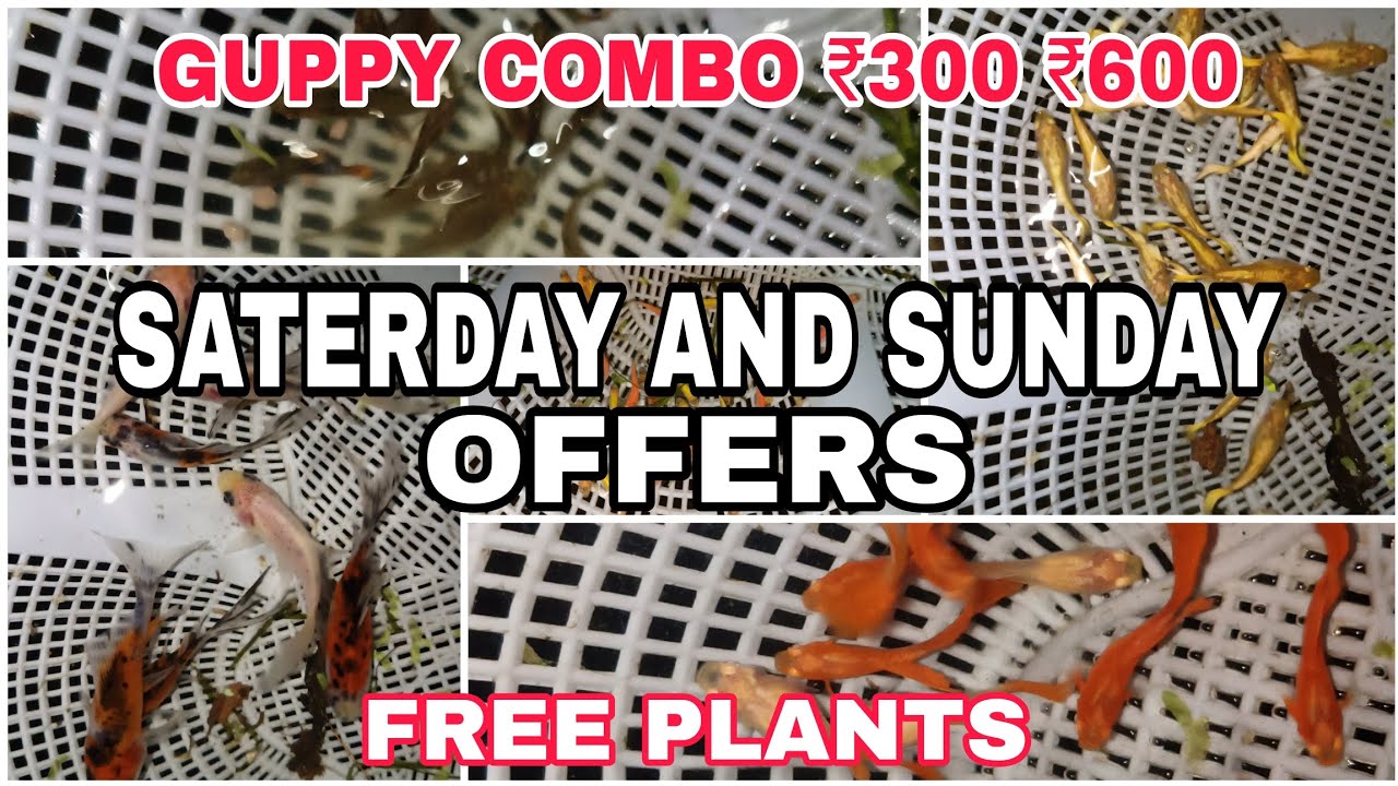 💥🔥Gopi Aquarium 