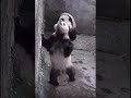 Panda shower time panda cute fyp viral yuke yuai chongqingzoo