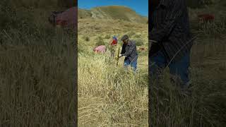 Arpa Biçimi Tirpan Ve Eski Usul Orak