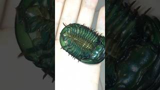 Giant Pill Millipede