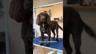 NORMAN’S FIRST GROOM ❤ #cutedogs #subscribe #shorts