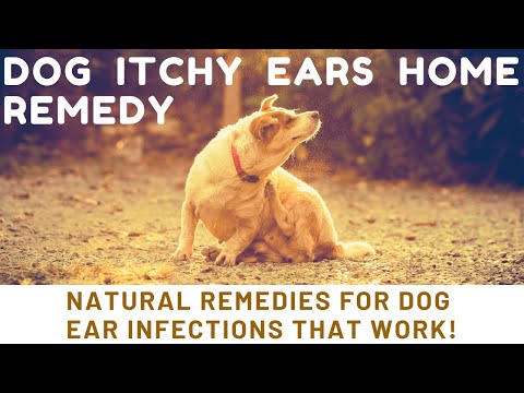 dog itchy ears home remedy | Natural Remedies For Dog Ear Infections THAT WORK!