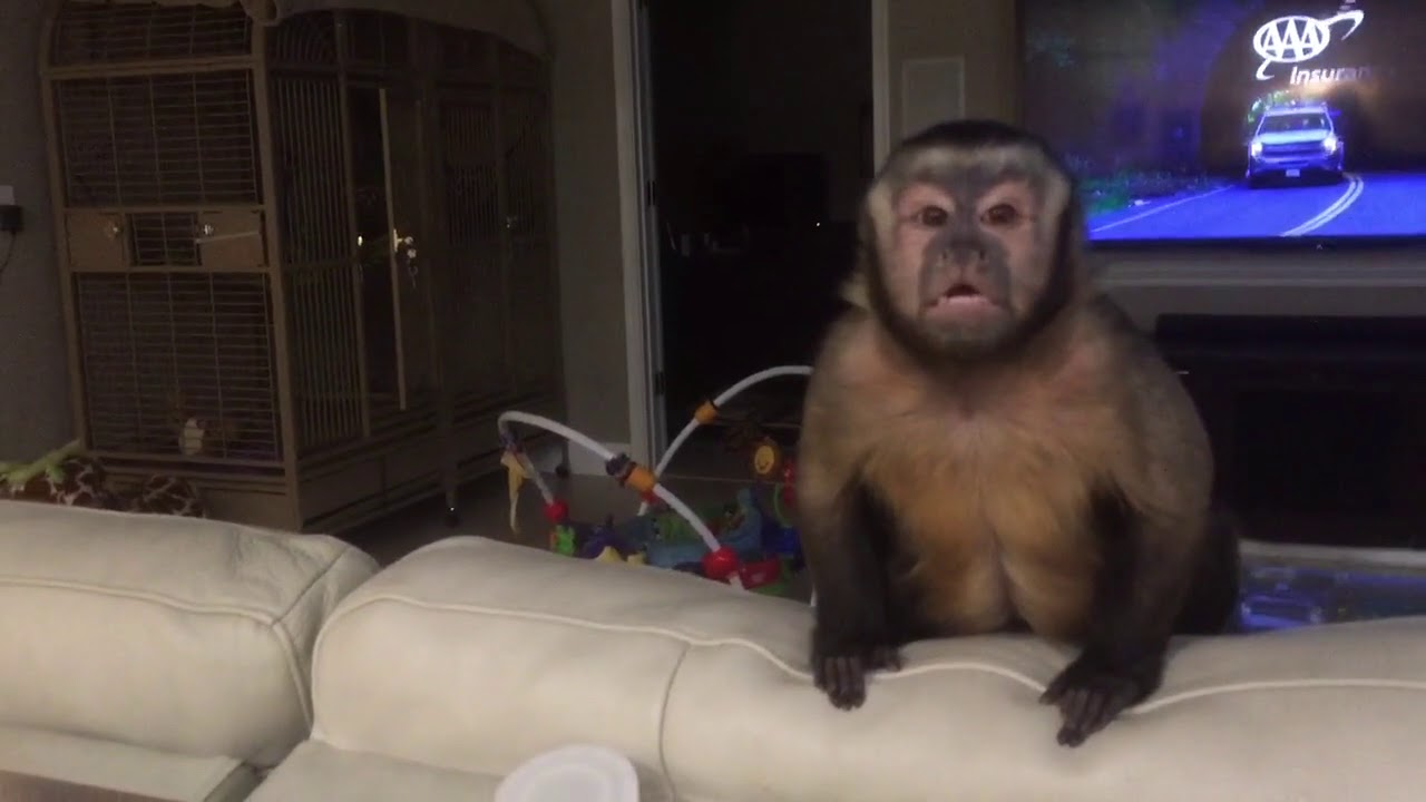 rumble video upload Talk to me, Gunner!