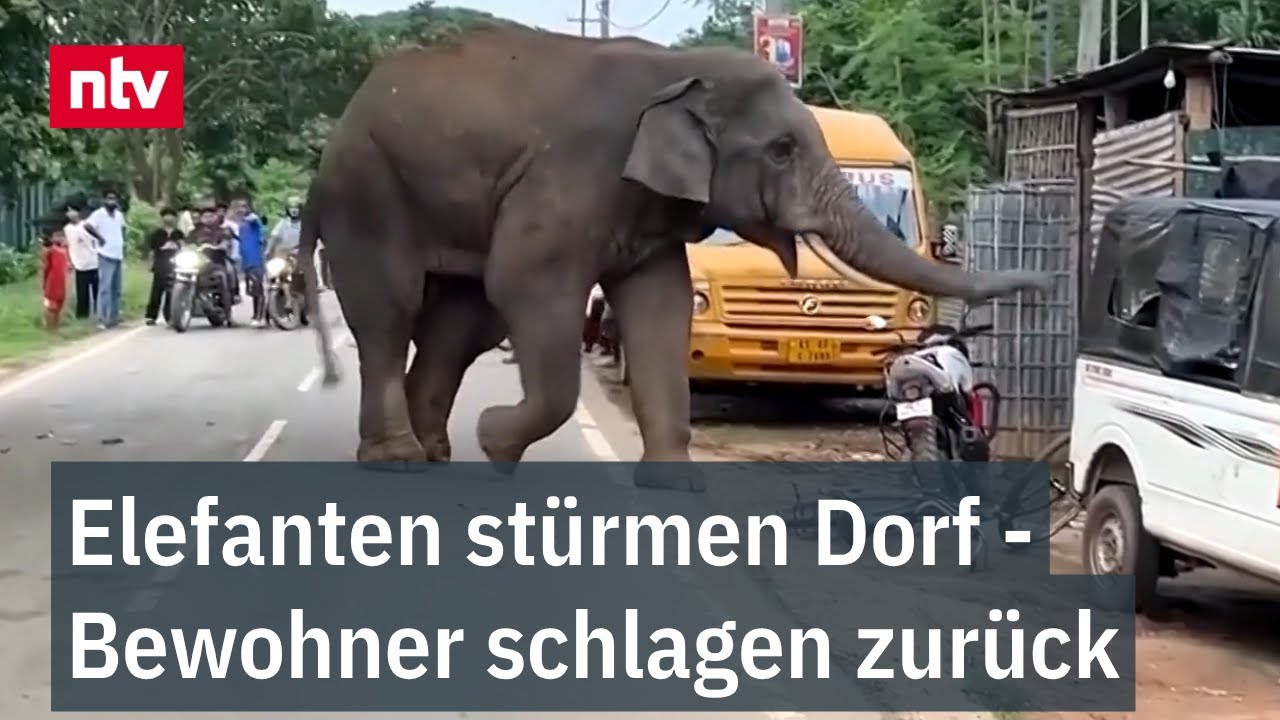 Elefanten stürmen Dorf - Bewohner schlagen zurück: Trotz religiöser Vorschriften | Auslandsreport