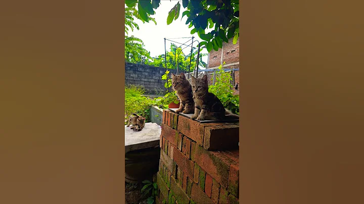 Watch the video about 3 Cute Kitten #meow #fun #funny #funntcat #funny