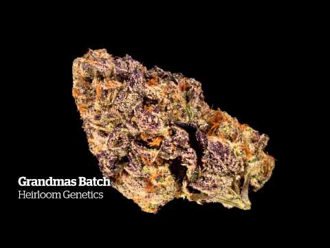 2014 HIGH TIMES Seattle US Cannabis Cup Entries Part II