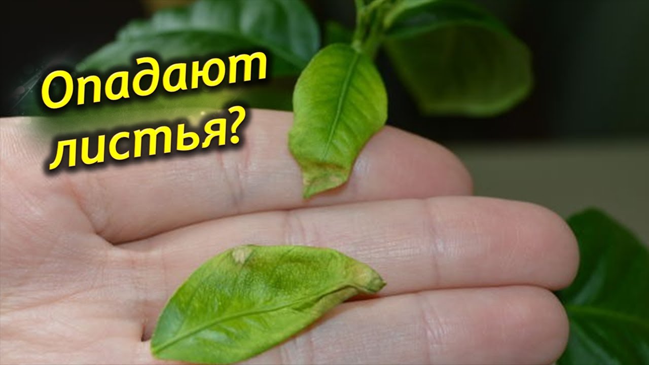 Почему опадают листья у комнатных растений? - YouTube