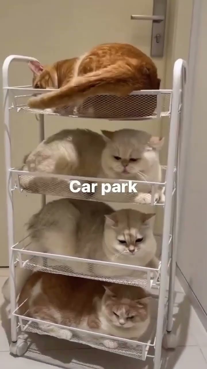 Kittyos like cat parking is so convenient