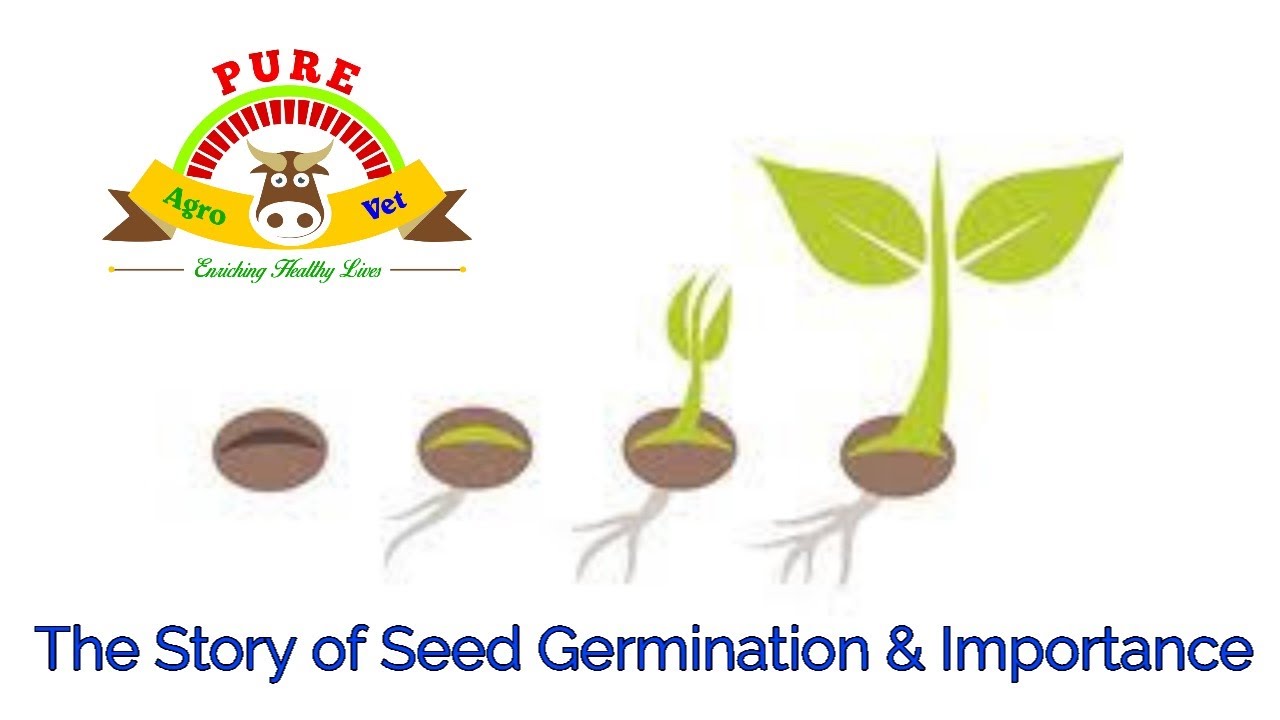 The Story of Seed Germination & Importance in English YouTube