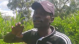 UNBELIEVABLE! SWEET ORANGES FARMING IN WILDERNESS