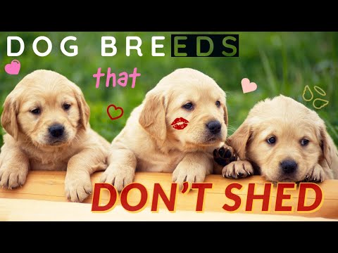 Vidéo: Différence entre les Terriers Wheaten irlandais et américains