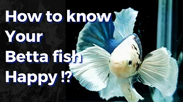 10 Signs of Happy Betta fish