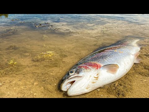 Video: Sådan Plejer Du Garra Rufa Fisk