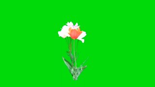 Flower Animation Green Screen & Blue Screen Video HD