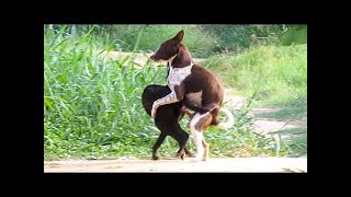 DOGS MATING TIME