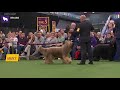 Briards | Breed Judging 2020 の動画、YouTube動画。