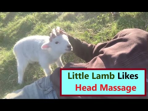 #HoliMagnet Little Lamb Needs Attention | Cute Lamb Likes Head Massage | Cute Lamb Likes Pampering