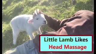 #HoliMagnet Little Lamb Needs Attention | Cute Lamb Likes Head Massage | Cute Lamb Likes Pampering