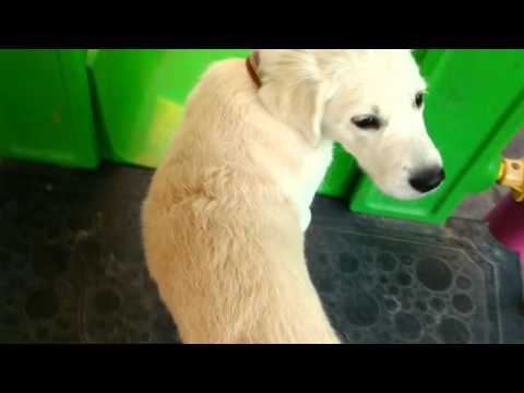 ვილსონას ახალი გასართობი 1