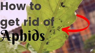 How to Get Rid of Aphids