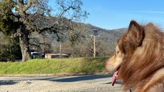 Morning walk! In Bear valley! #husky #malamute