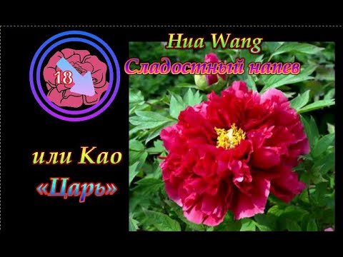 Древовидные ПИОНЫ Топ 20 сортов.Peonies