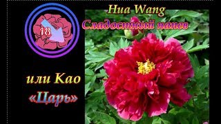 Древовидные ПИОНЫ - Топ 20 сортов.Peonies Древовидные ПИОНЫ - Топ 20 сортов.Peonies