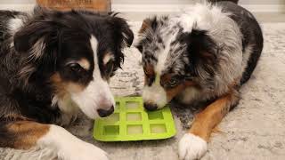 ASMR Dogs Licking Ice Cubes - No Talking