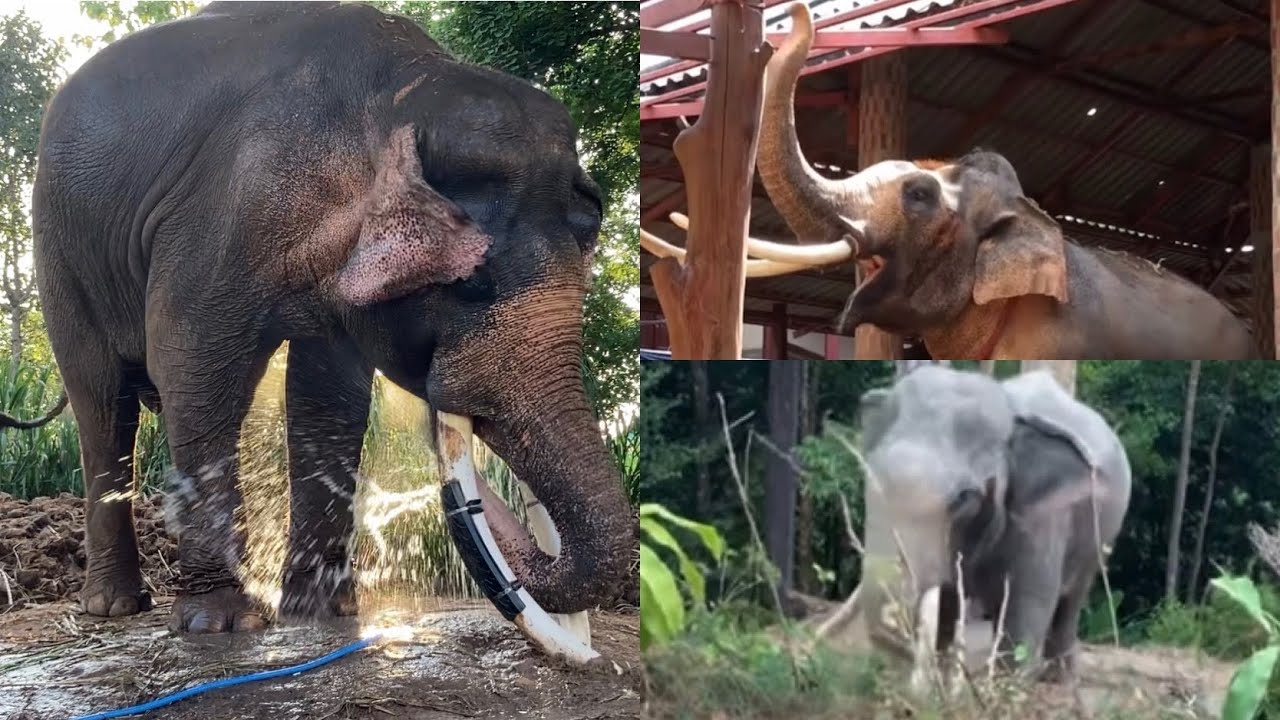 9อันดับ ช้างตกมัน❗️แต่ละเชือก จะมีอาการ⚠️อย่างไร❓