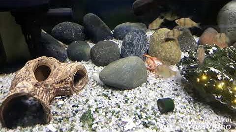 Cận cảnh tôm lột xác.