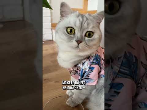 Почему кошки реагируют