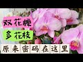 【23161】超实用方法，让蝴蝶兰多花梗/多花枝，植株强壮【静姐说花】